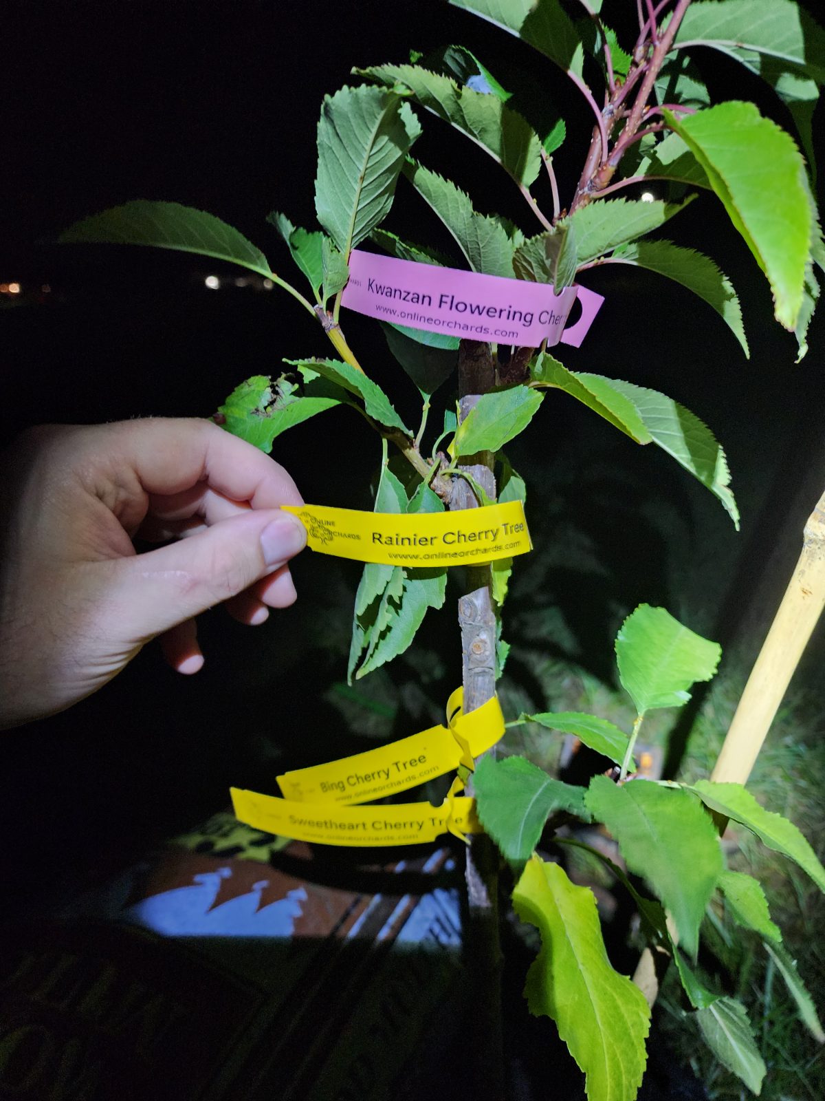 Planting a 4-in-1 Cherry Jubilee Tree (Attempt #2)